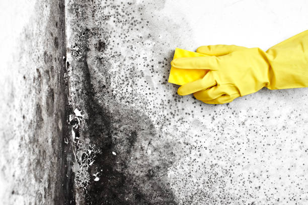 Best Black Mold Remediation in Mill Bay, AK