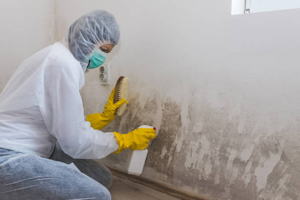 Best Basement Mold Remediation in Mill Bay, AK