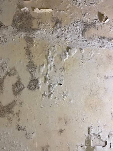 Best Kitchen Mold Remediation in Mill Bay, AK